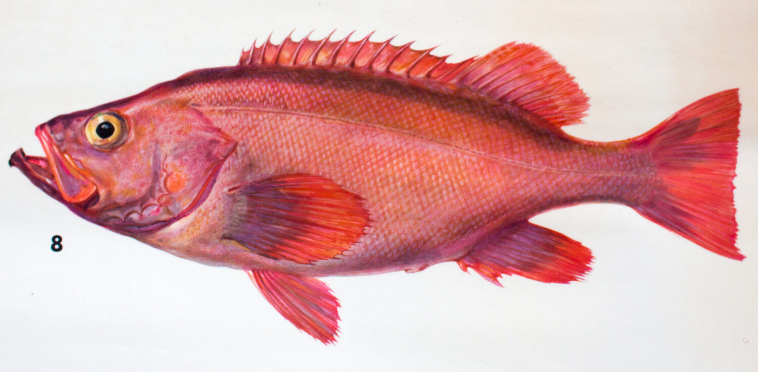 Displays educational marine fish