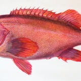 Displays educational marine fish