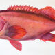 Displays educational marine fish