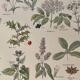 Lithograph medicinal plants (XXV) Chervil Sage Melisse - 1920