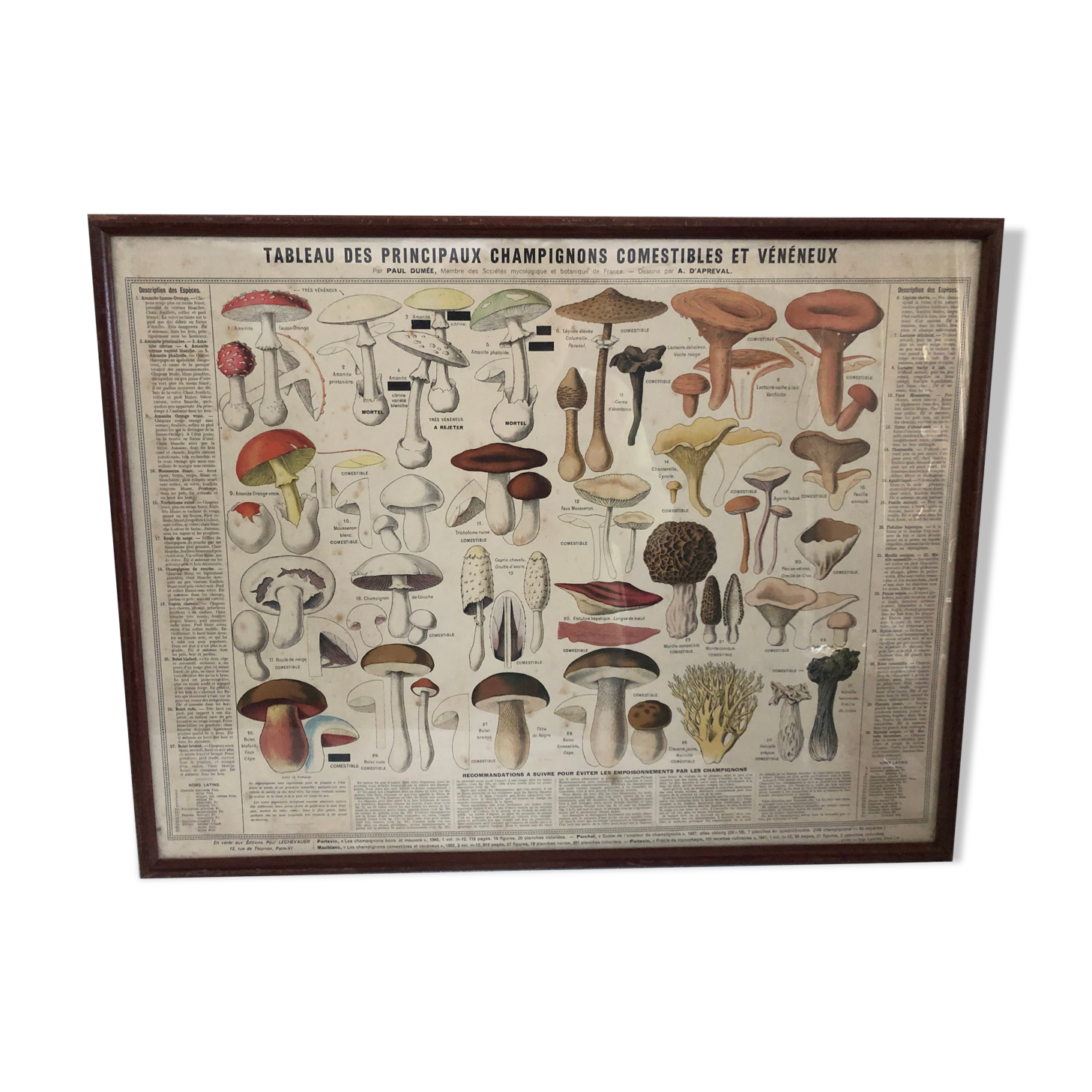 Botanical poster "Edible and poisonous mushrooms"