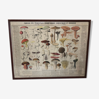 Botanical poster "Edible and poisonous mushrooms"