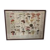 Botanical poster "Edible and poisonous mushrooms"