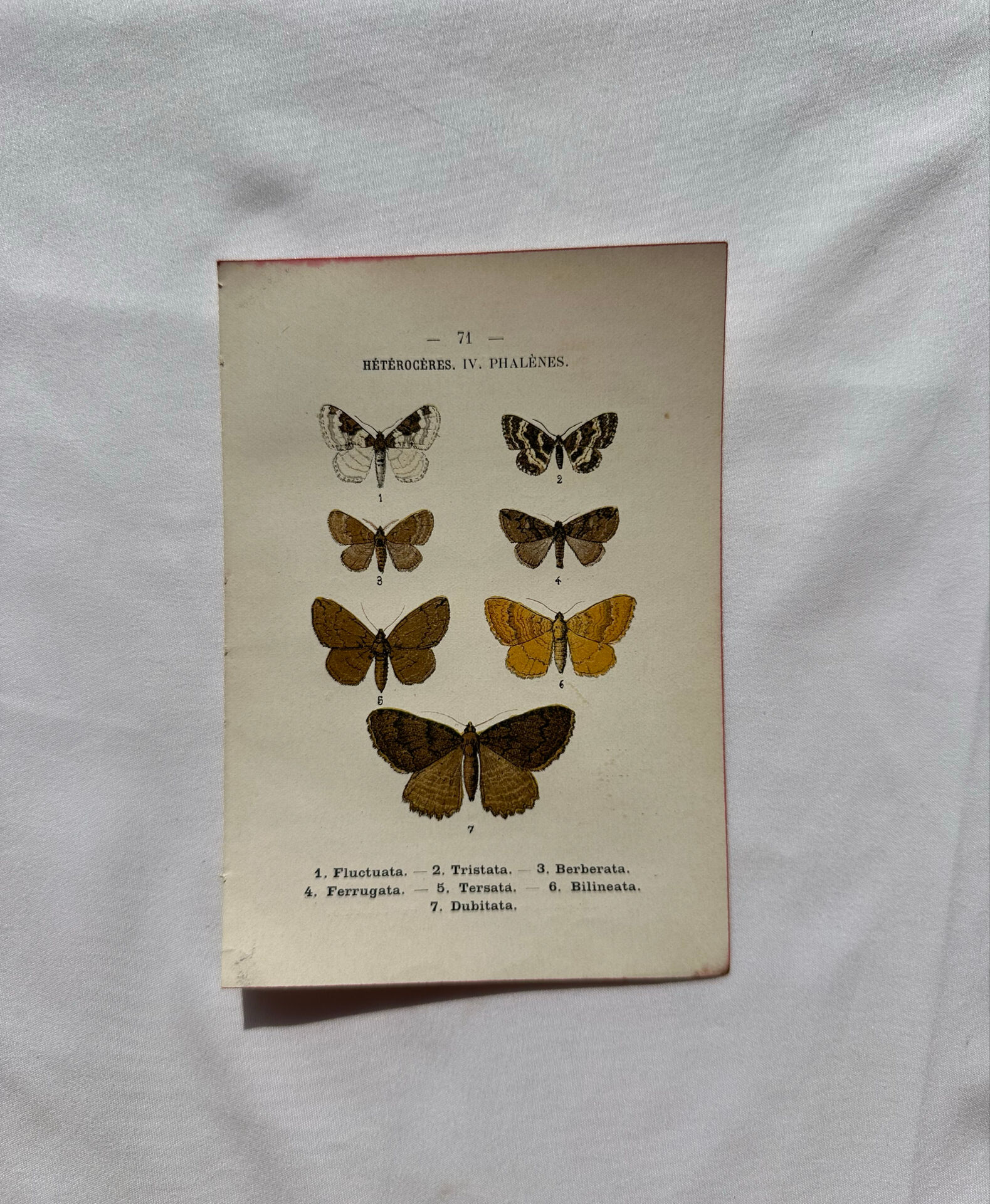 Botanical Plate 1800 Old Naturalist Engraving 19th Century Double-Sided