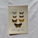 Botanical Plate 1800 Old Naturalist Engraving 19th Century Double-Sided