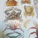 Lithograph on crustaceans from 1928