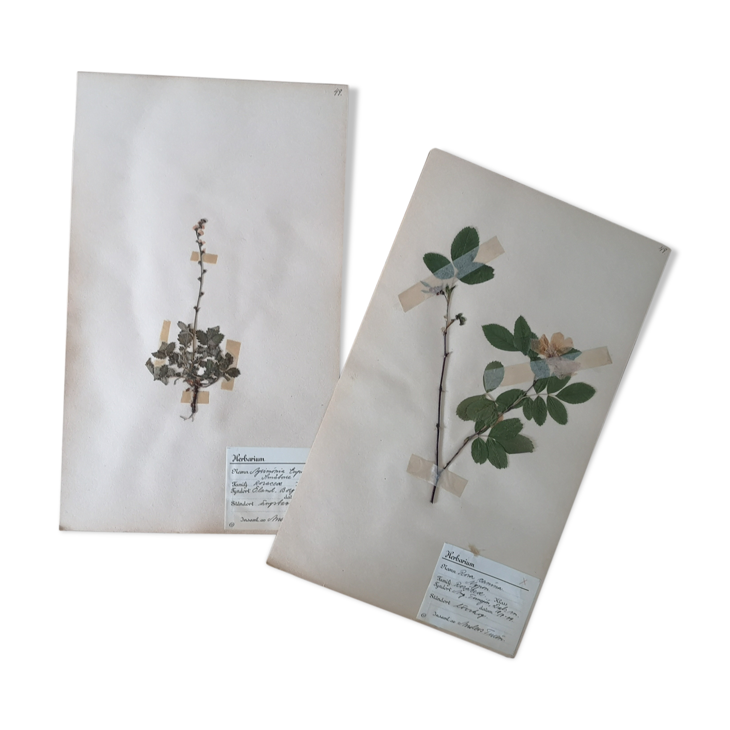 Anders's herbarium - ancient Swedish herbarium boards