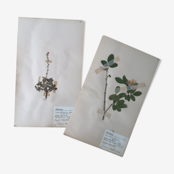 Anders's herbarium - ancient Swedish herbarium boards