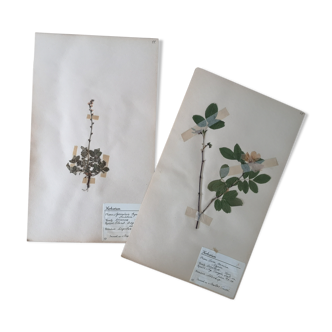 Anders's herbarium - ancient Swedish herbarium boards
