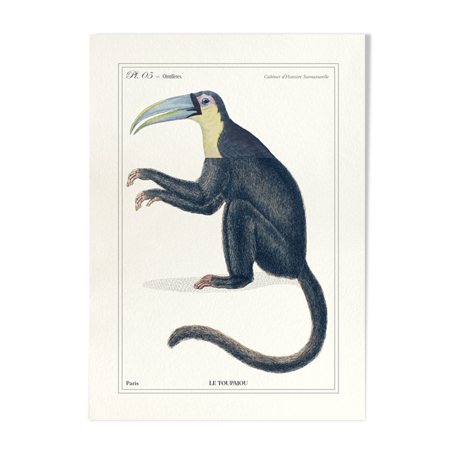 Chimera lithography animal engraving - the toupajou