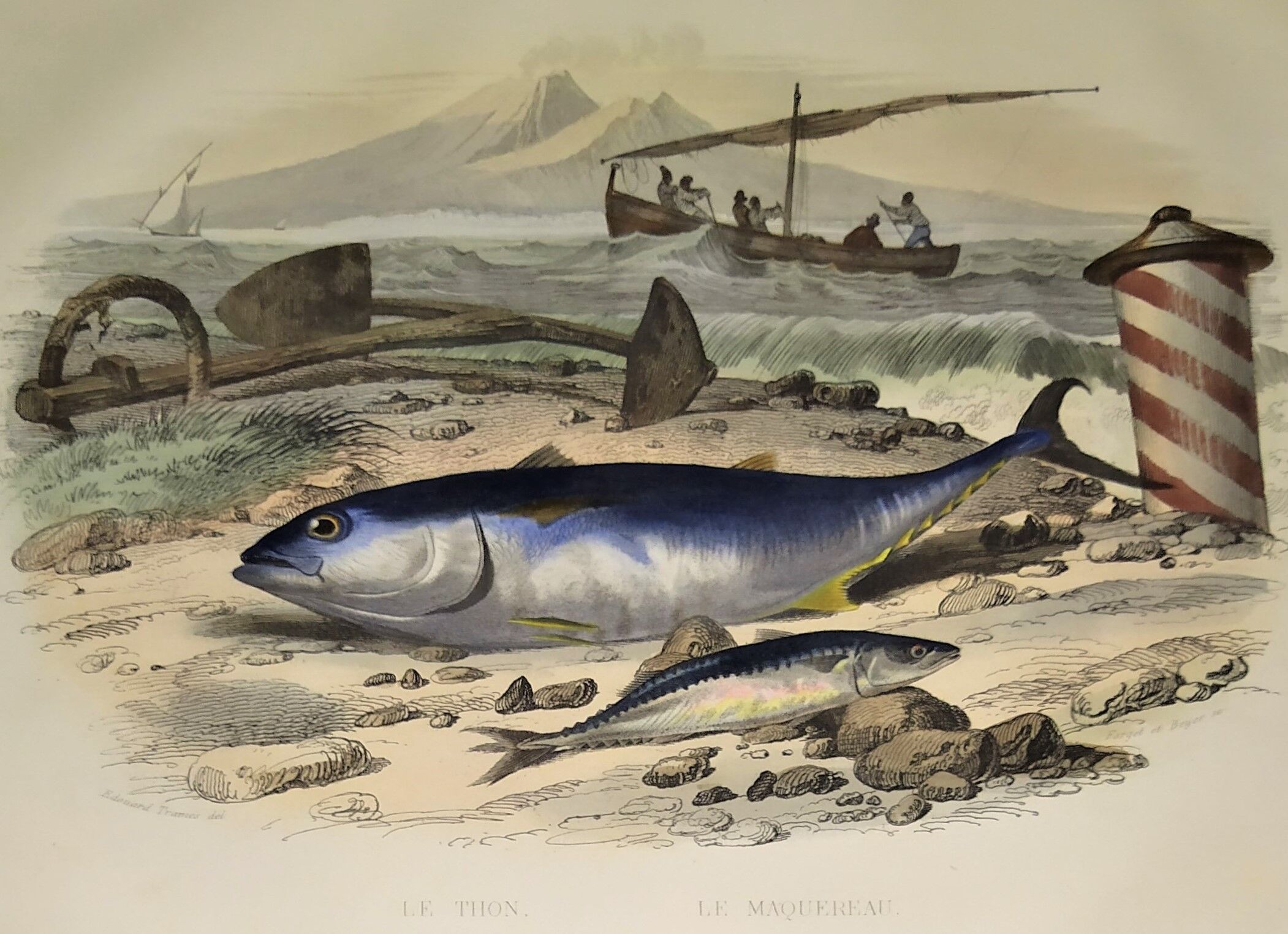Original zoological plate of 1839 "tuna & mackerel"