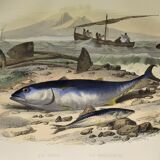 Original zoological plate of 1839 "tuna & mackerel"