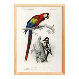 Poster of the Scarlet Macaw and the Great Spotted Woodpecker, based on an old engraving