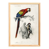 Poster of the Scarlet Macaw and the Great Spotted Woodpecker, based on an old engraving