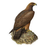 Bird illustration from the 60s - Golden Eagle - Vintage zoological and ornithological board