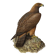 Bird illustration from the 60s - Golden Eagle - Vintage zoological and ornithological board