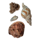 Rose des sables et coquillages marins