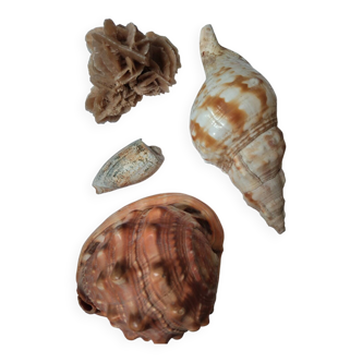 Natural composition – Rose of the sands & marine shells