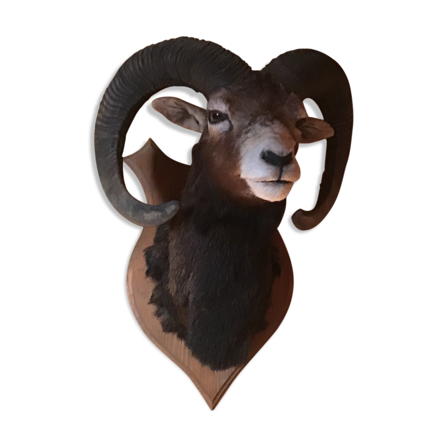 Sheep trophy