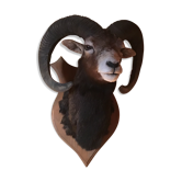 Sheep trophy