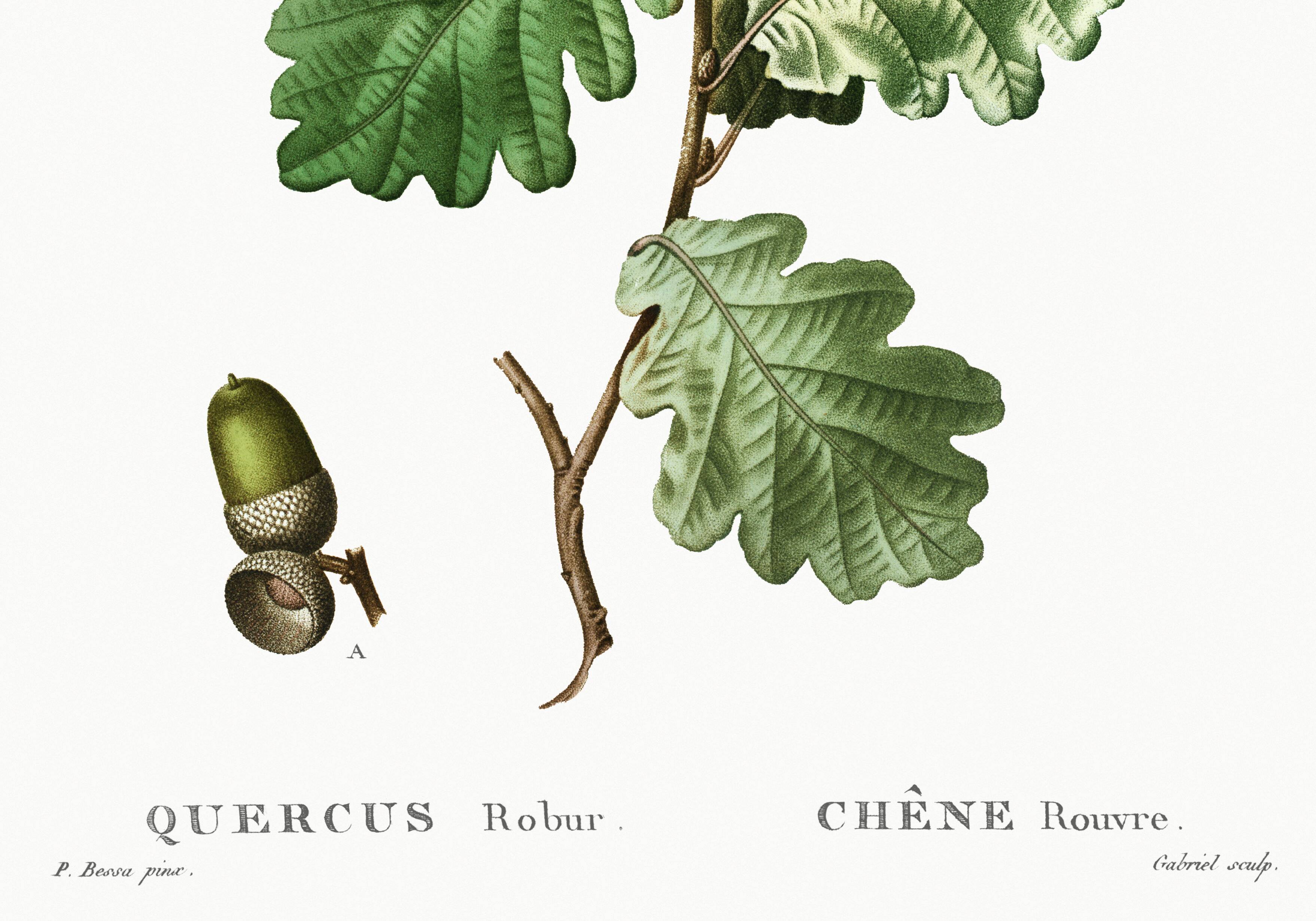 Poster on the Oak (2), after an engraving from 1802