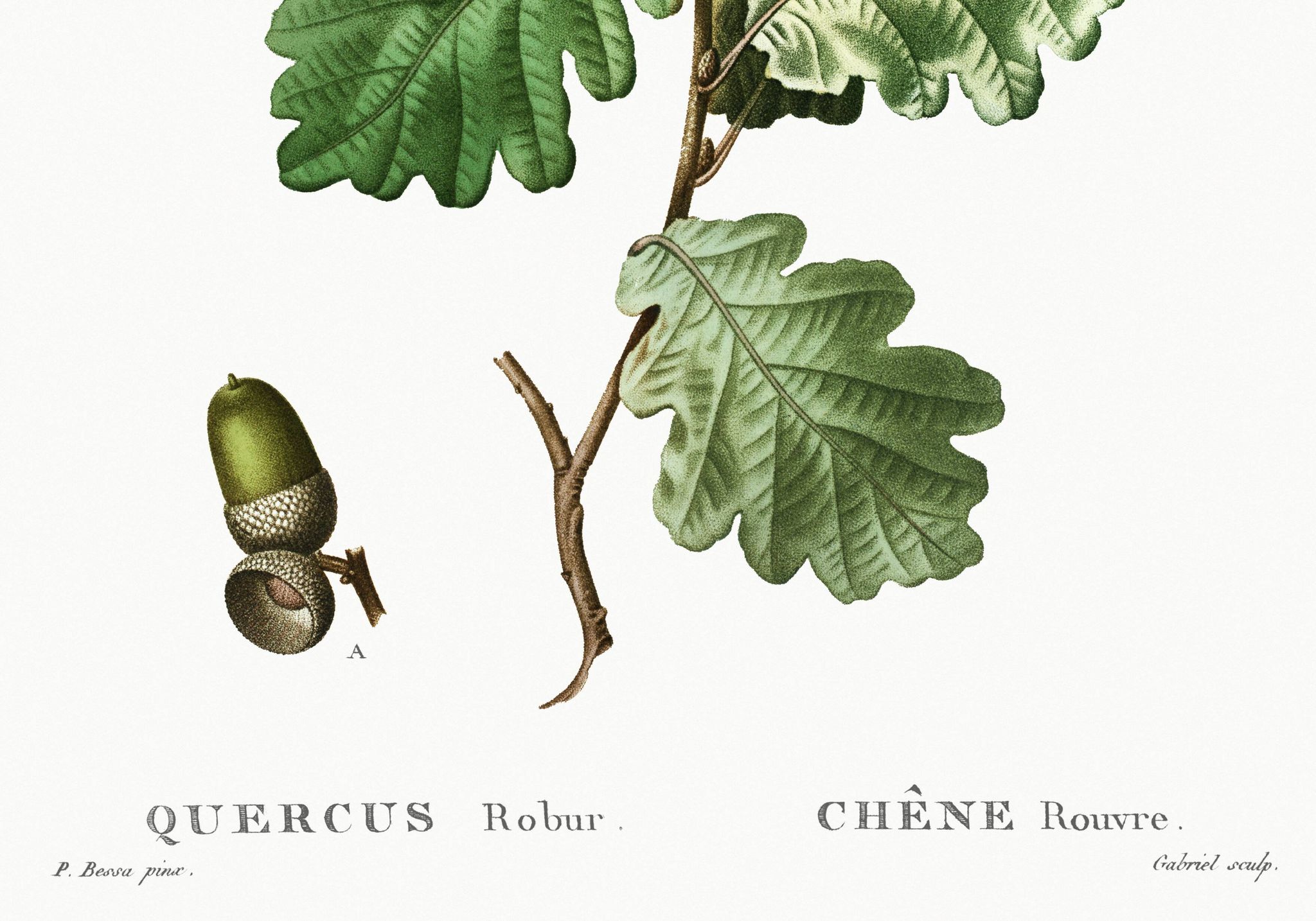 Affiche sur le Chêne (2), d'après une gravure de 1802