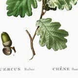 Poster on the Oak (2), after an engraving from 1802