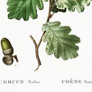 Affiche sur le Chêne (2), d'après une gravure de 1802