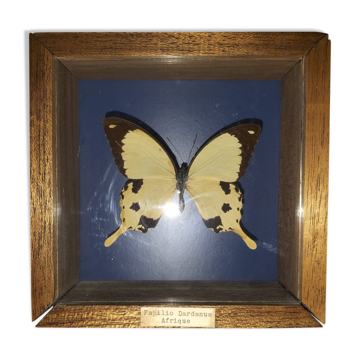 Butterfly frame Dardanus Central Africa