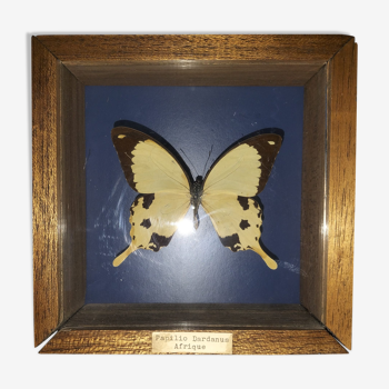 Butterfly frame Dardanus Central Africa