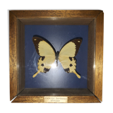 Butterfly frame Dardanus Central Africa