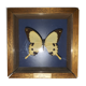Cadre papillon Dardanus Afrique centrale