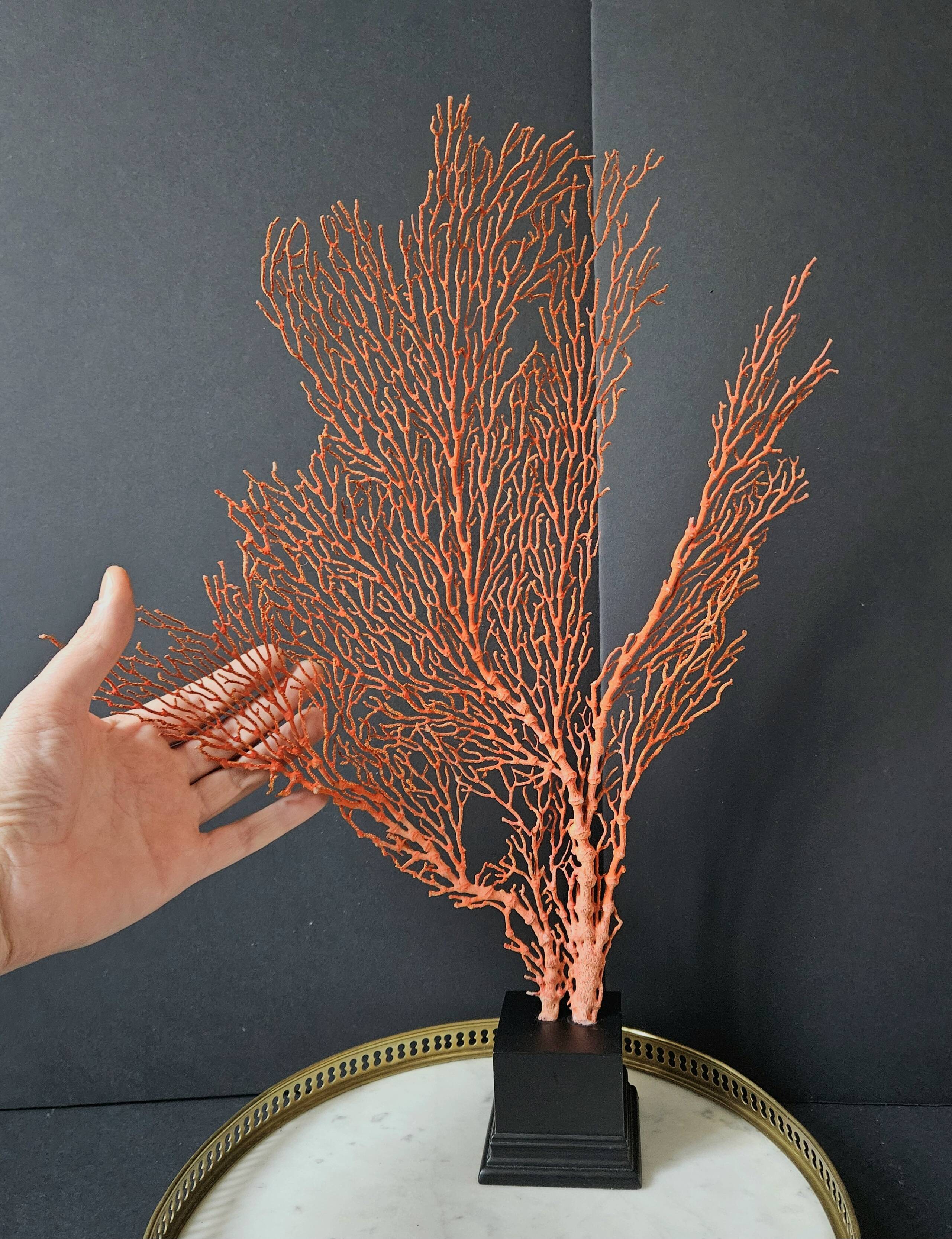 Gorgone Rouge XXL Wooden Base. H: 47 cm | Decorative Object l PlaceOdd