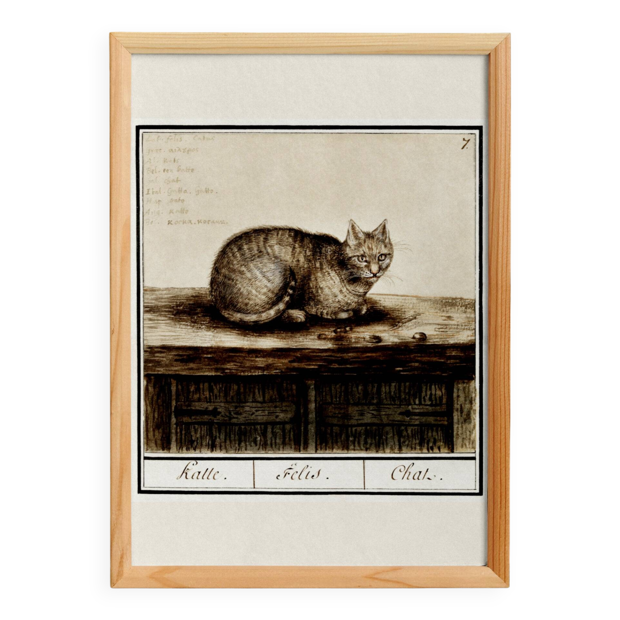 Small poster about the cat, after an old engraving from 1610.