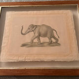 Dessin éléphant encadré dans cadre bois