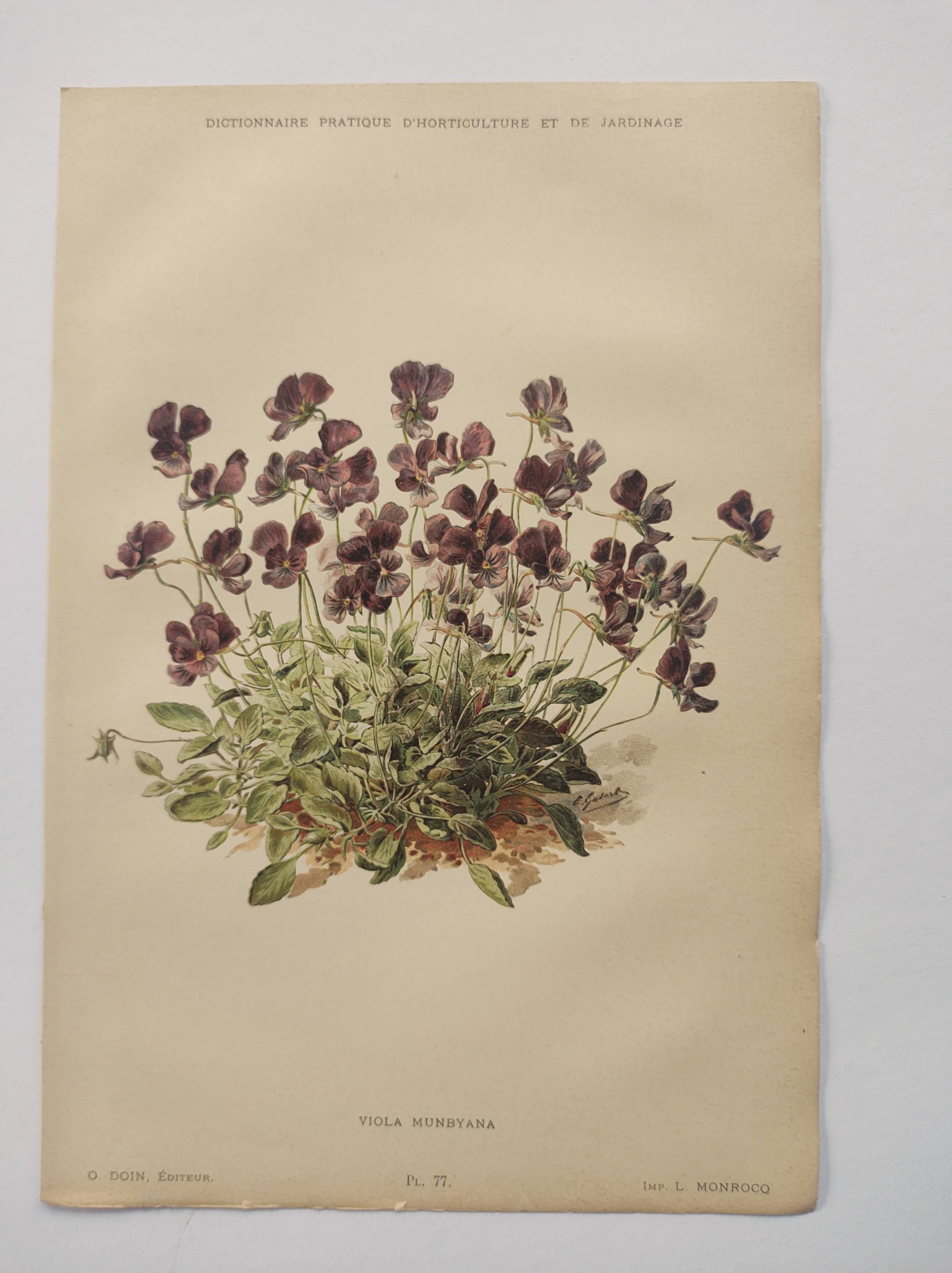 Affiche botanique ancienne - Viola - Gravure de fleur 1899 vintage