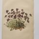 Affiche botanique ancienne - Viola - Gravure de fleur 1899 vintage