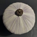 Cabinet of Curiosities sea urchin sphaerechinus granularis on base