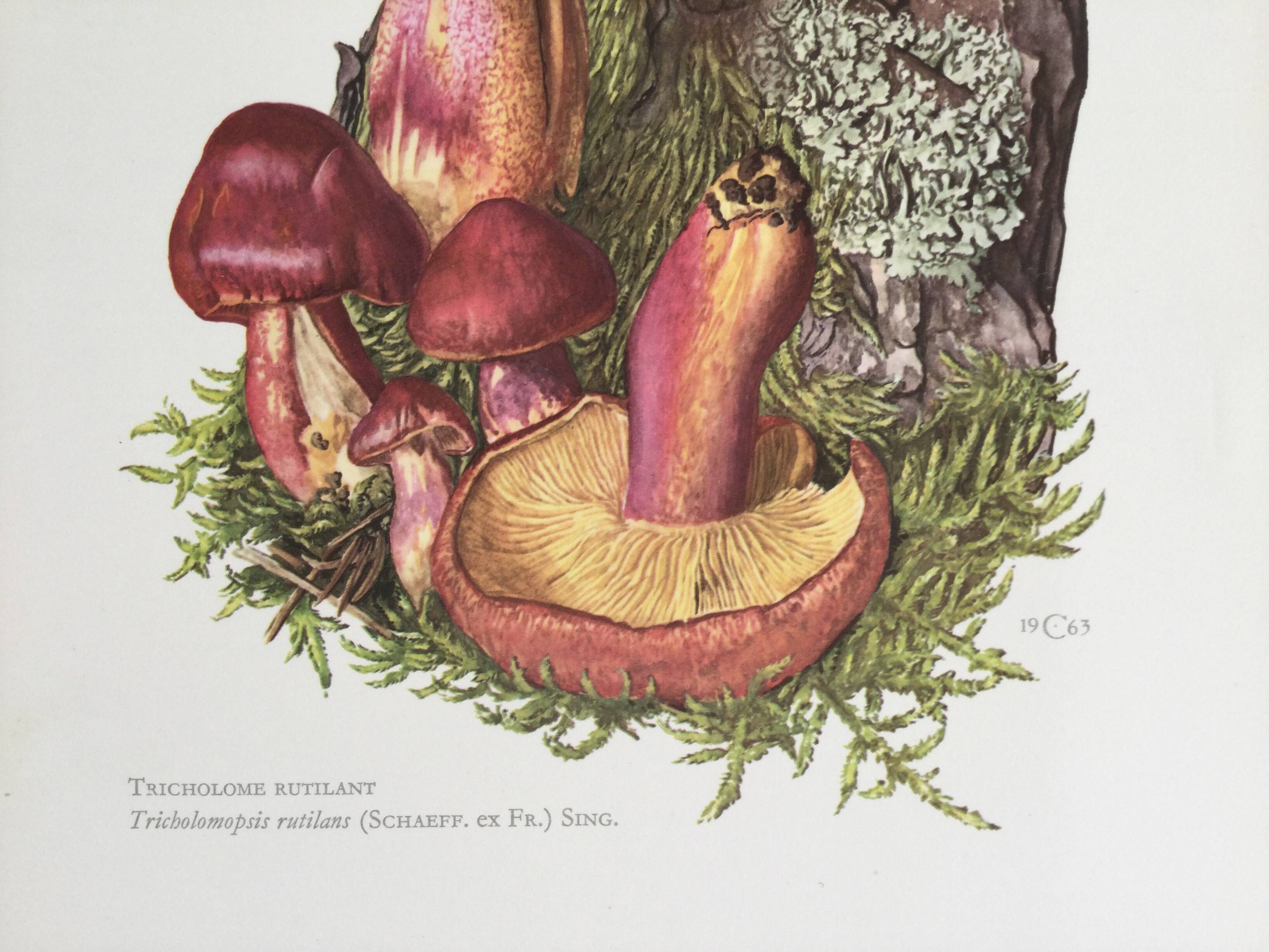 Illustration botanique "champignons", années 60