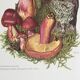 Botanical illustration "mushrooms", 1960s