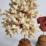 Set of two antique corals on turned wooden base, 20 cm