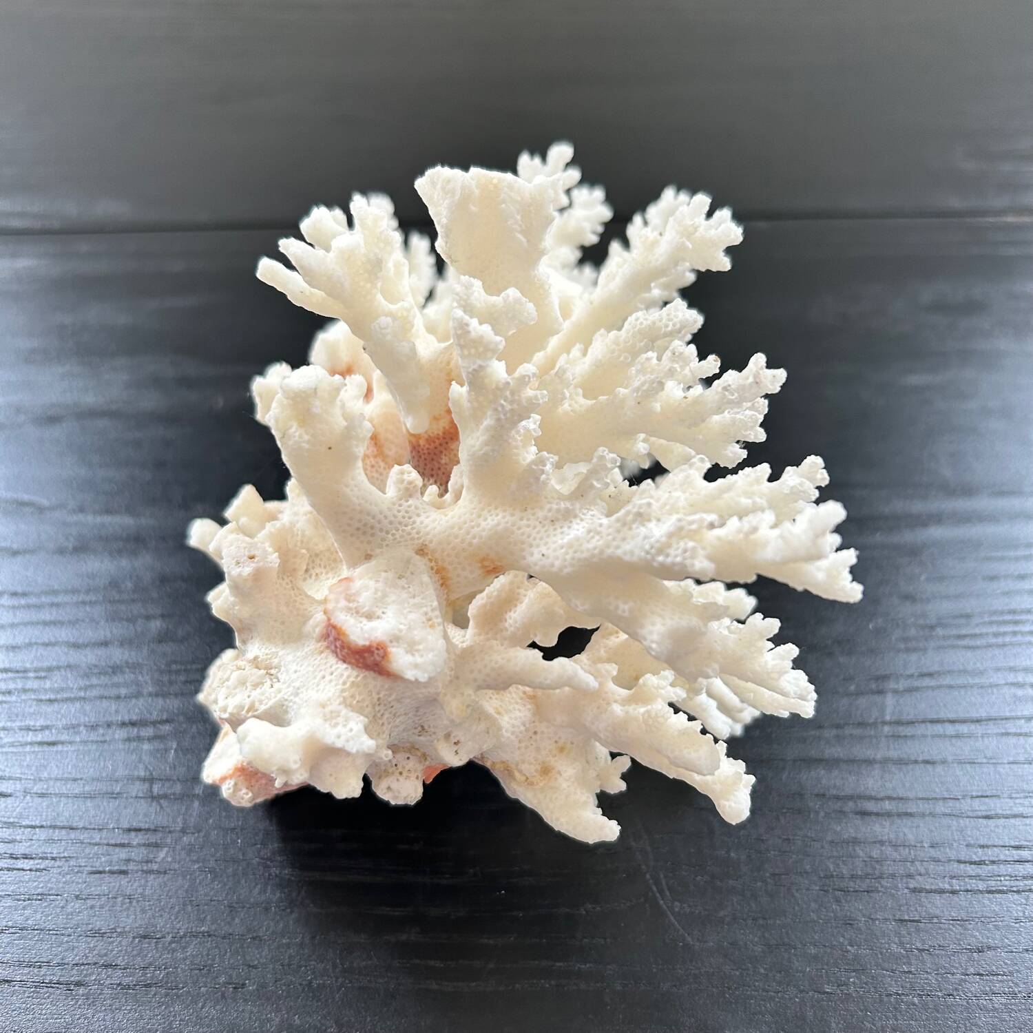 Large white coral