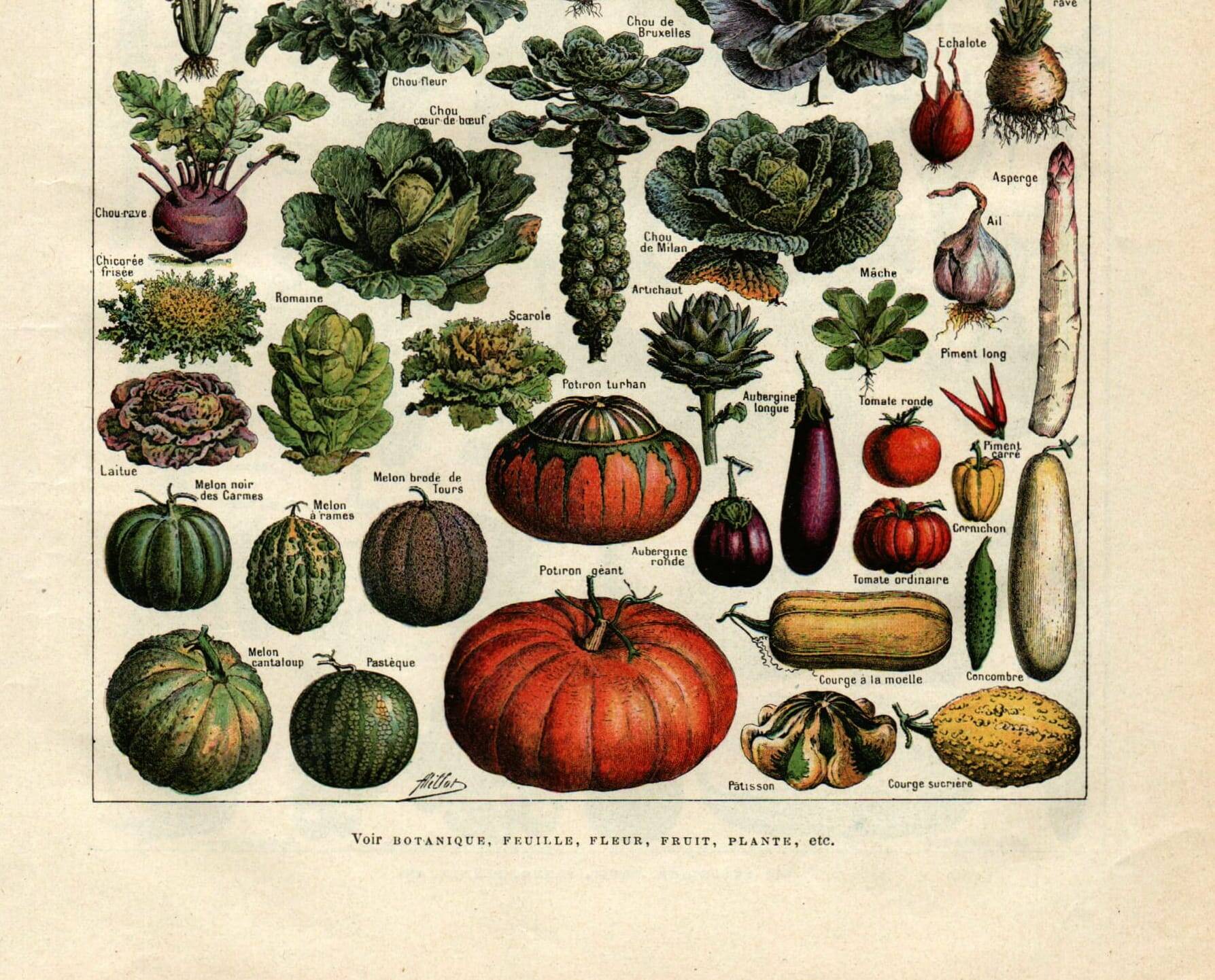 Old engraving from 1923 - Vegetables and kitchen garden - by A. Millot. Cooking