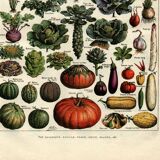 Old engraving from 1923 - Vegetables and kitchen garden - by A. Millot. Cooking