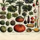 Old engraving from 1923 - Vegetables and kitchen garden - by A. Millot. Cooking