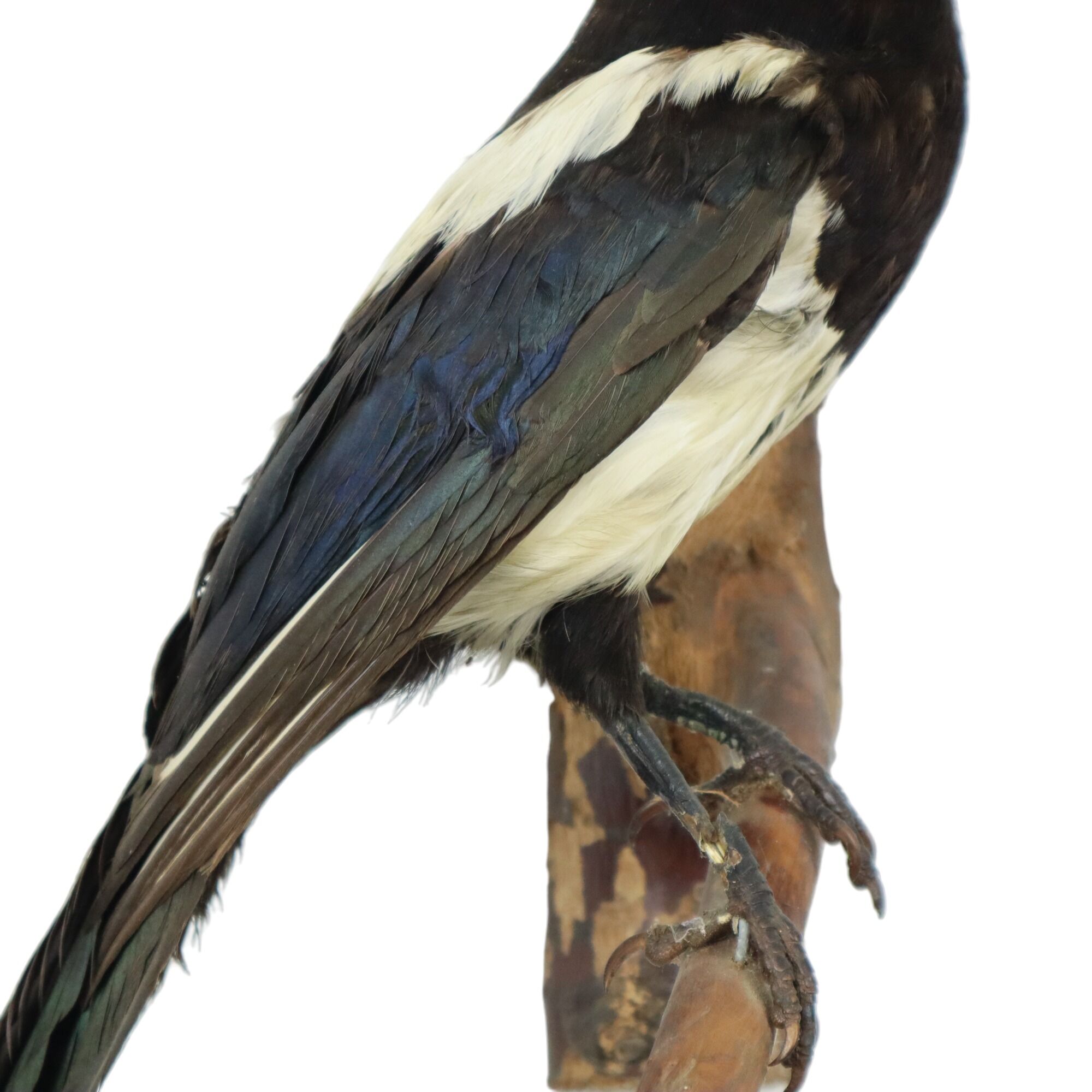 Taxidermy old stuffed bird magpie on branch wall decoration 40cm