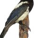 Taxidermy old stuffed bird magpie on branch wall decoration 40cm