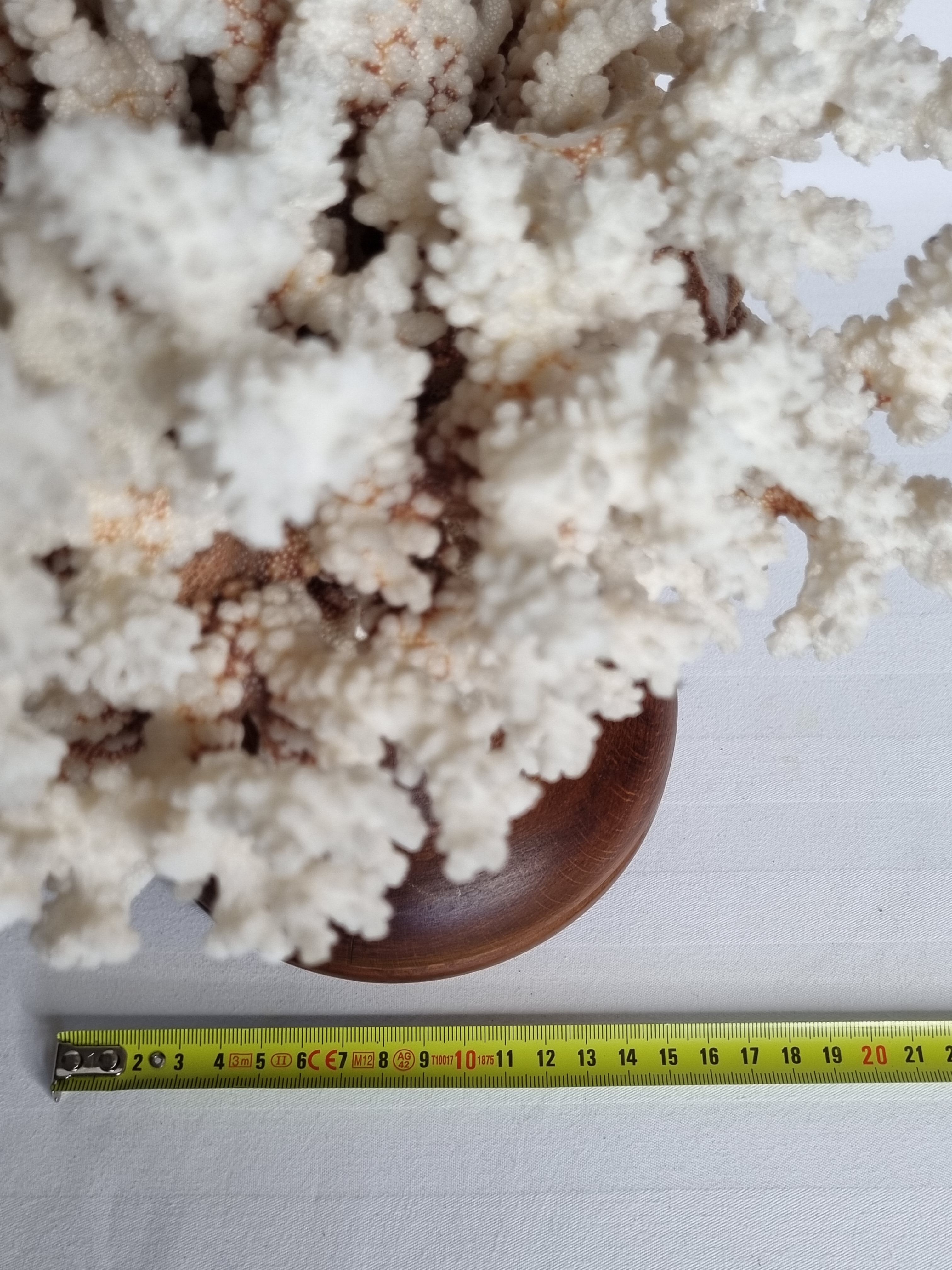 Old white coral in branches on base, 32 cm