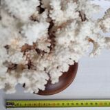 Old white coral in branches on base, 32 cm