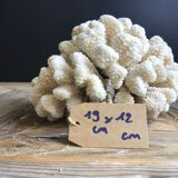 Coral cluster